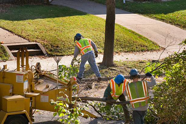 How Our Tree Care Process Works  in  Ault, CO